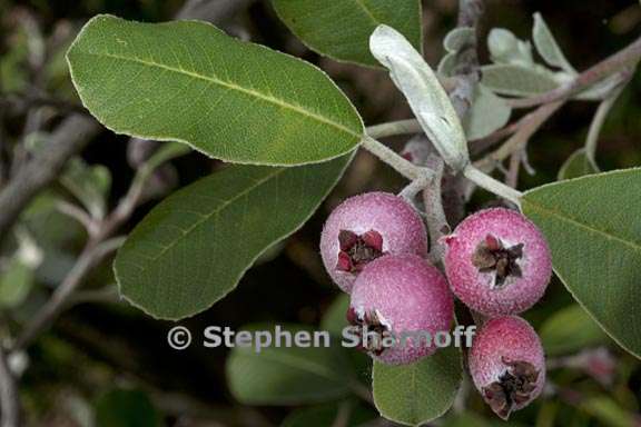 malacomeles denticulata 4 graphic